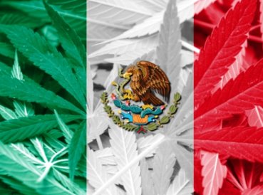 mexico marihuana 369x274 exact 1446743378 - Evangélicos y católicos protestan porque México aprobó uso lúdico de marihuana