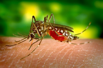 DENGUE - CIUDAD DE BRASIL DECRETA AYUNO PARA INVOCAR A DIOS CONTRA EL DENGUE