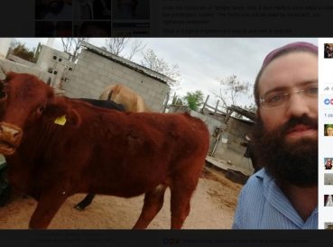 Rabino vaca roja en Tercer Templo 369x274 exact 1486403034 - Rabino se emociona al ver ‘vaca roja’, que podría ser utilizado en Tercer Templo