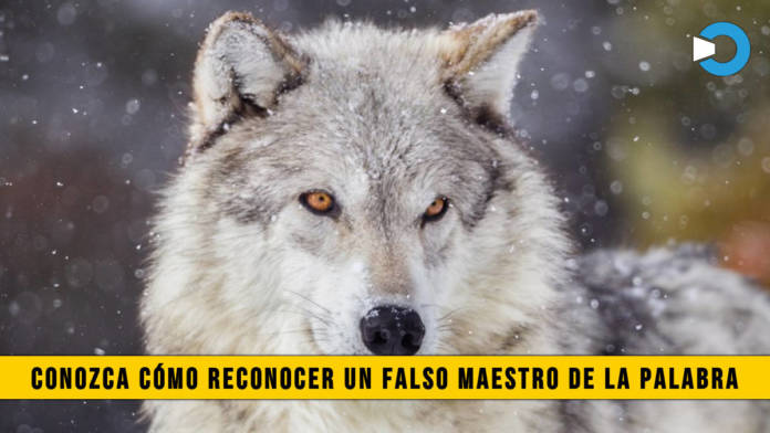171dfalso maest pal 696x392 - Conozca cÃ³mo Identificar a un Falso Maestro de la Palabra