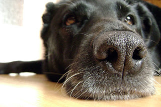 perro - LAS PERSONAS SIENTEN MÁS EMPATÍA POR ANIMALES QUE POR HUMANOS, DICE ESTUDIO